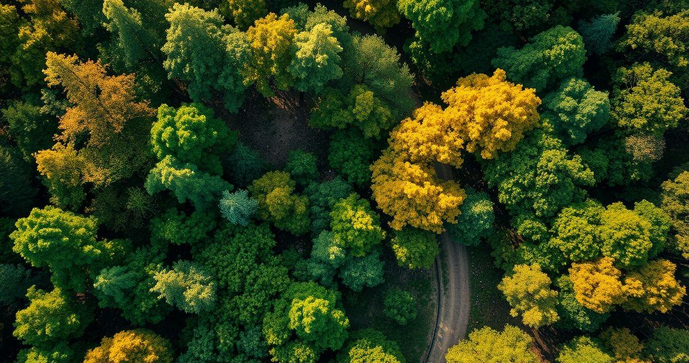Descubra como um plano de manejo florestal transforma a sustentabilidade ambiental