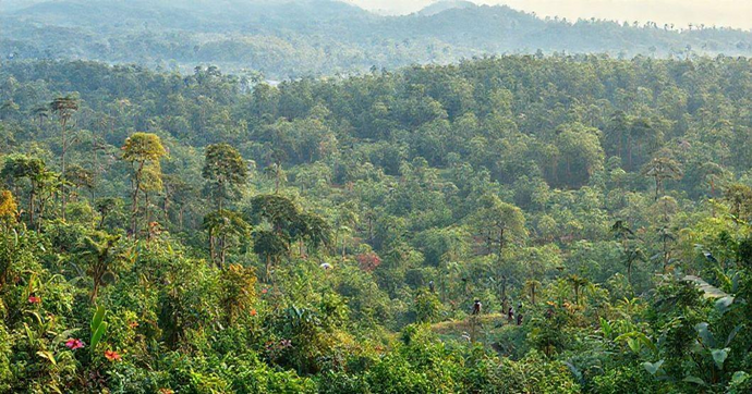 Planos de Manejo Florestal Sustentável: Protegendo Nossas Florestas e o Futuro