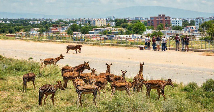 Afugentamento e Resgate de Animais: Técnicas Eficazes para Proteger a Fauna com Consciência
