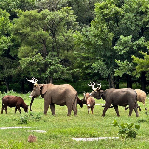 Resgate de Animais: Entenda sua Importância e Saiba Como Ajudar a Fauna Local