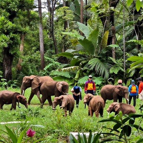 Resgate de Animais Silvestres e seu Papel na Preservação da Biodiversidade