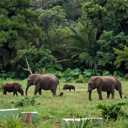 Resgate de Animais Silvestres: Estratégias para Proteger a Fauna e Preservar a Biodiversidade
