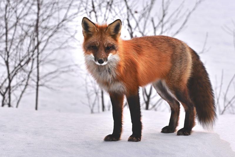 Como um Programa de Monitoramento de Fauna Pode Transformar a Preservação Ambiental Como um Programa de Monitoramento de Fauna Pode Transformar a Preservação Ambiental