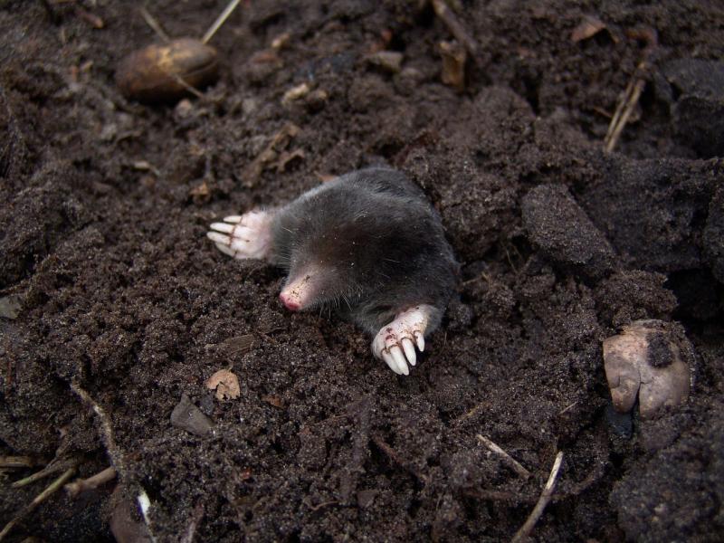 Inventário de Fauna Silvestre: Como Realizar e Sua Importância para a Conservação Ambiental atual Inventário de Fauna Silvestre: Como Realizar e Sua Importância para a Conservação Ambiental atual