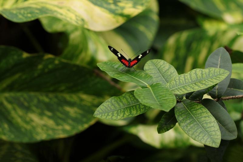 Resgate de Flora: A Importância da Conservação da Vegetação Nativa