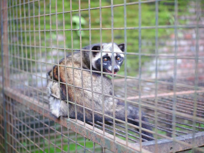 Guia Definitivo para o Resgate de Animais Silvestres e Sua Importância Guia Definitivo para o Resgate de Animais Silvestres e Sua Importância