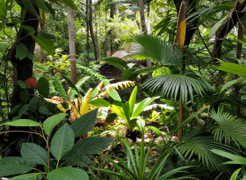 Inventário de Flora e Fauna: Entenda a Biodiversidade e Sua Importância Ambiental