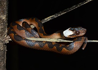 Leptodeira annulata