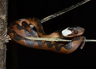 Leptodeira annulata Leptodeira annulata