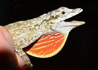 Norops ortonii Norops ortonii