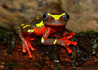 Dendropsophus sarayacuensis