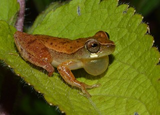 Dendropsophus branneri