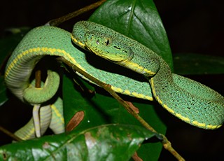 Bothrops bilineatus