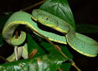 Bothrops bilineatus Bothrops bilineatus