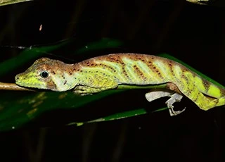 Dactyloa transversalis Dactyloa transversalis