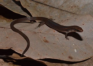 Erythrolamprus reginae Erythrolamprus reginae