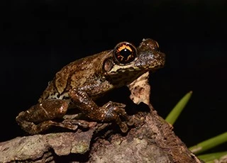 Dryaderces inframaculatus Dryaderces inframaculatus