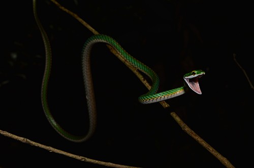 Leptophis ahaetulla