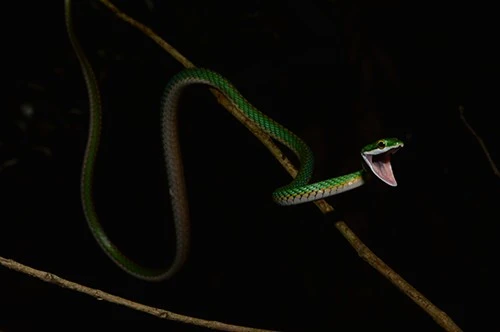 Leptophis ahaetulla Leptophis ahaetulla