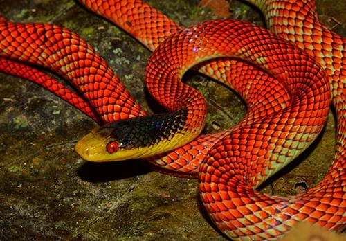 Oxyrhopus occipitalis Oxyrhopus occipitalis