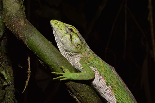 Polychrus marmoratus