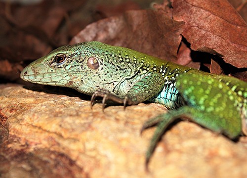 Ameiva ameiva