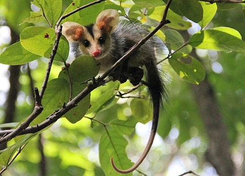 Didelphis Didelphis