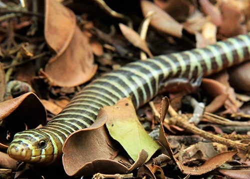Diplogossus Diplogossus
