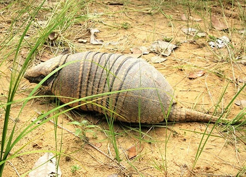 E. sexcinctus E. sexcinctus