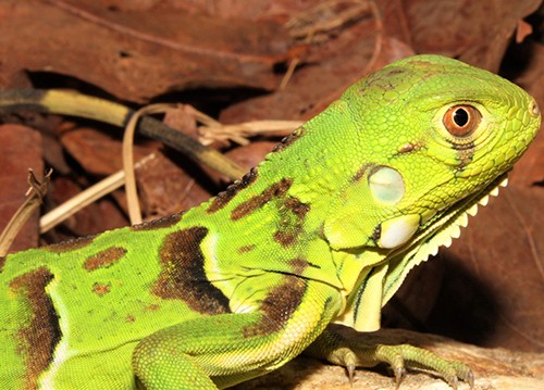 Iguana iguana