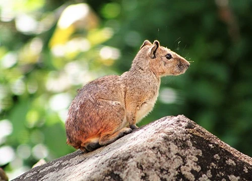 Kerodon rupestris Kerodon rupestris